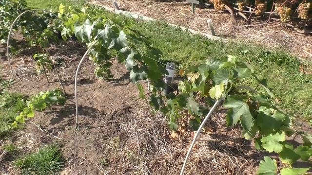 Виноград .Бабье лето.Калийные подкормки . смотреть онлайн