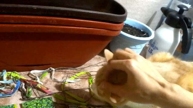 Микрозелень дома, день седьмой!!! смотреть онлайн