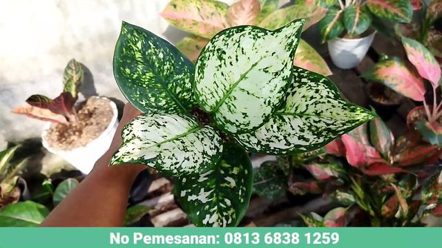WOWW AGLAONEMA SEMURAH INI?? смотреть онлайн