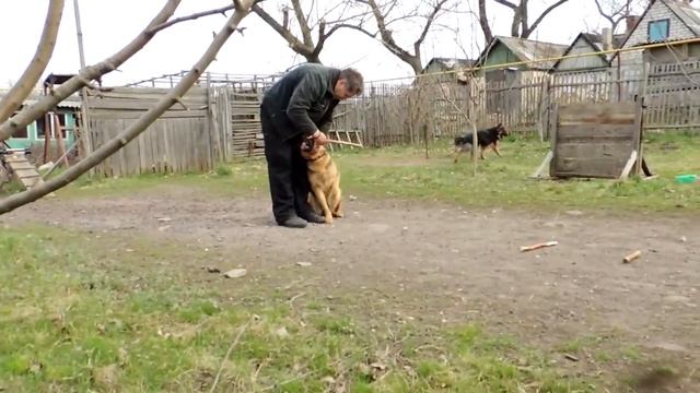 Дрессировка собак. ЗКС. Выборка чужой вещи. "Школа Гайдука" смотреть онлайн