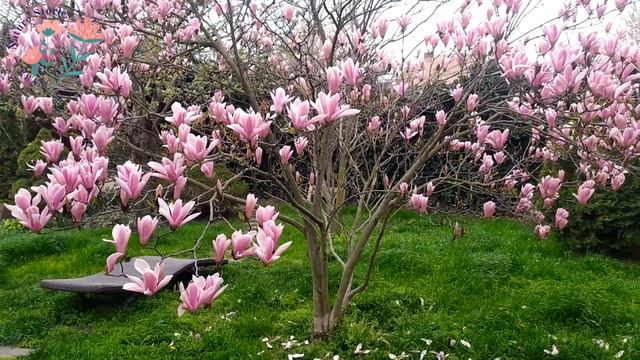 Magnolia pink - Urban Nature Stories смотреть онлайн