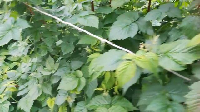 Что нужно сделать с малиной в начале июня. смотреть онлайн
