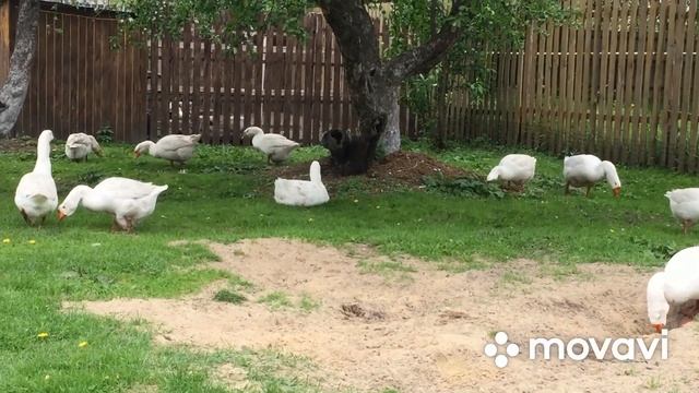 Как поднять гусят/Избежать выщипывание спинок/Выгул гусятам смотреть онлайн