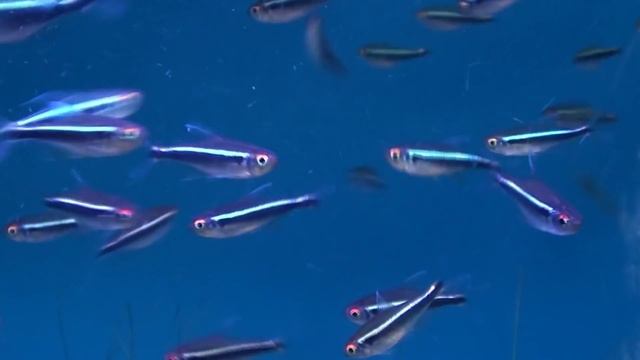 Black Neon Tetra (Hyphessobrycon herbertaxelrodi) - Tropical Fish смотреть онлайн