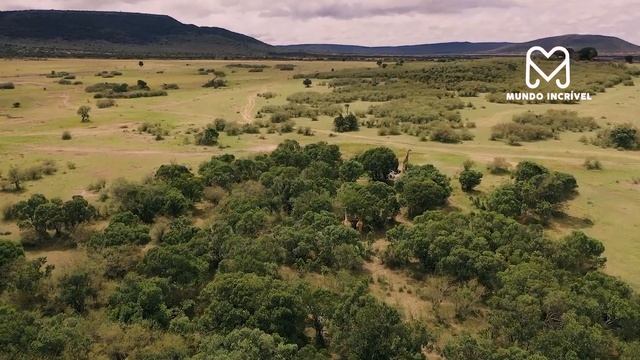 O GUEPARDO NÃO VIU O CROCODILO SE APROXIMAR смотреть онлайн
