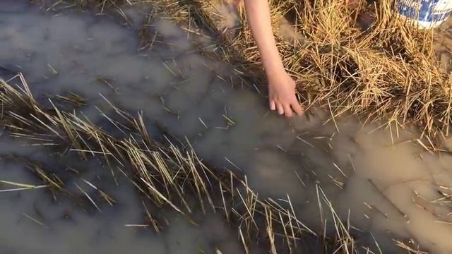 Удивительные Красивые девушки рыбалка в Баттамбанг Камбоджа Традиционное рыболовство (# 4) смотреть онлайн