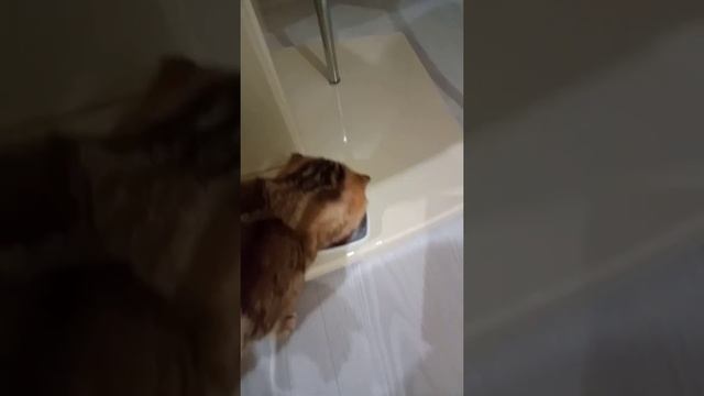 кот Тема шотландец вислоухий смотреть онлайн