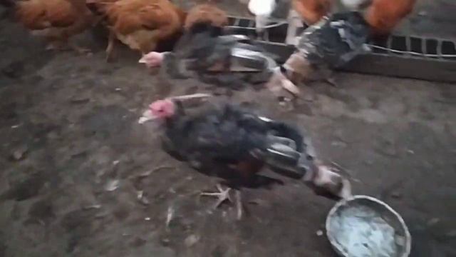 Кучинские и Адлерские куры, уток пора забивать на мясо смотреть онлайн