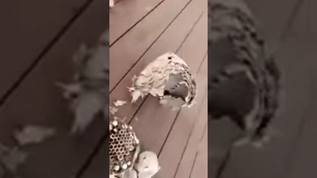 нашли огромное гнездо ос на даче...оса в яйце... смотреть онлайн