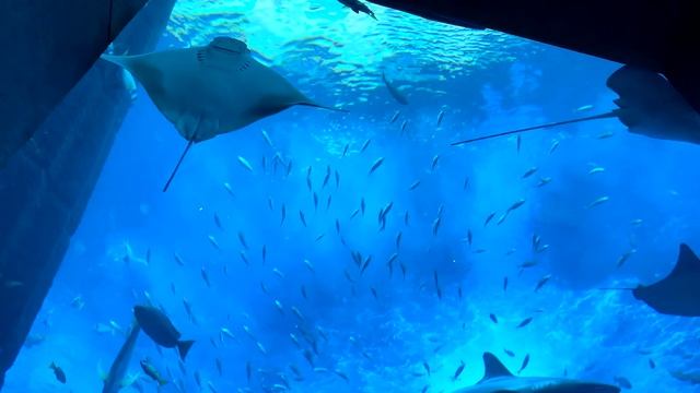 ATLANTIS - The Lost Chambers Aquarium Complete Tour | 4K | Dubai Tourist Attraction смотреть онлайн