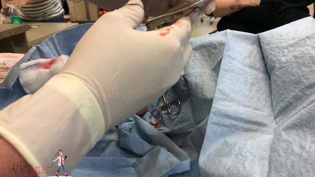 How to place a Penrose drain in a dog | VETgirl Veterinary Continuing Education Video смотреть онлайн