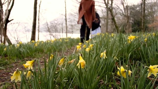 William Wordsworth's daffodils poem (I wandered lonely as a cloud) смотреть онлайн