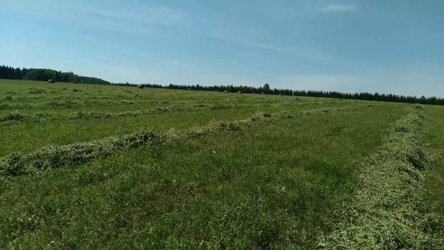 жатка Жвн на трактор МТЗ в работе.#трактор #farming #сенокос #жатка #мтз82 смотреть онлайн