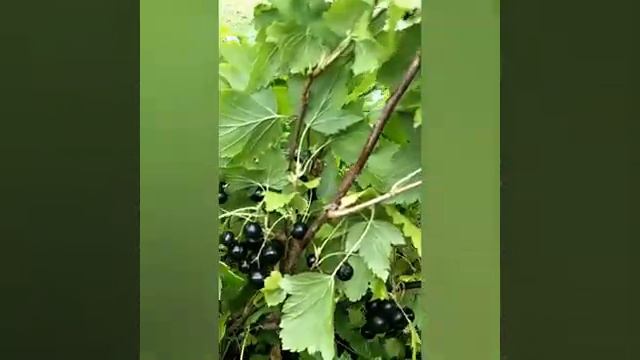 Простите вы меня цветы... (21.07.2019) смотреть онлайн