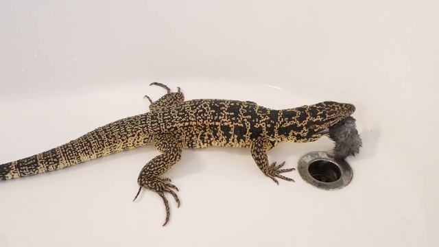 Tegu consumes hamster in 4K60 смотреть онлайн