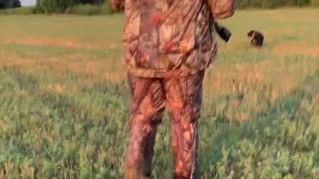 ОХОТА НА ПЕРЕПЕЛА С ДРАТХААРОМ quail hunting best moments WITH DRATHAAR смотреть онлайн