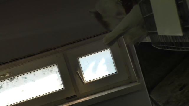 Голуби Харлашина 5 ая часть . Продолжение экскурсии по самому большому питомнику в России!!#pigeons смотреть онлайн