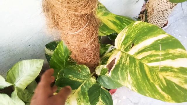 How To Care Shade Loving Plant in Summer (Philodendron, Pathos, Syngonium, Money plant, Monstera). смотреть онлайн