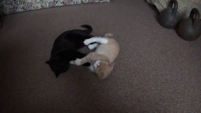 Черный и Рыжий коты игриво дерутся.Cat Black And Cat Red