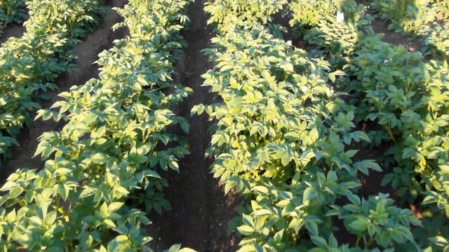 Potato breeding #17 Trialfield смотреть онлайн