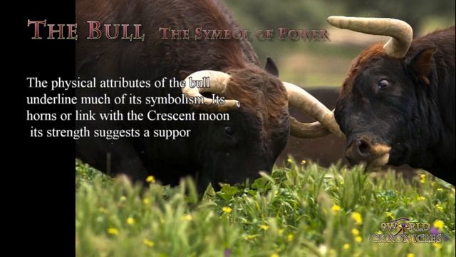 The Bull, symbol of power, potency, virility смотреть онлайн