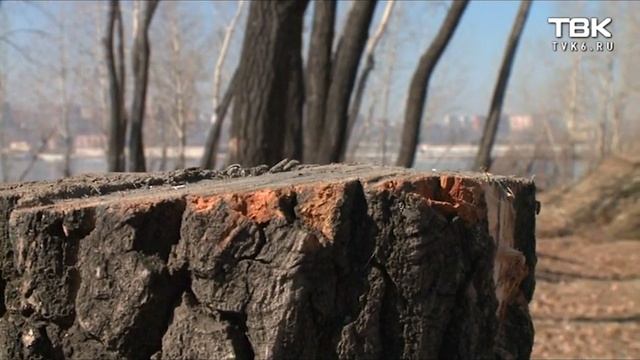 Обрезка деревьев по-красноярски смотреть онлайн