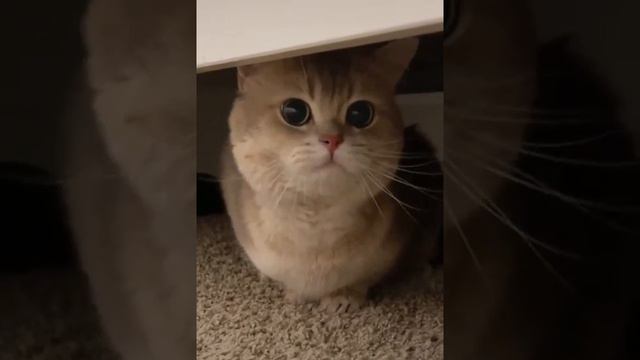 мяу мяу кота / как кот мяукает