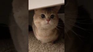 мяу мяу кота / как кот мяукает