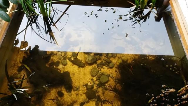 Рыбы и растения для маленьких водоемов. смотреть онлайн