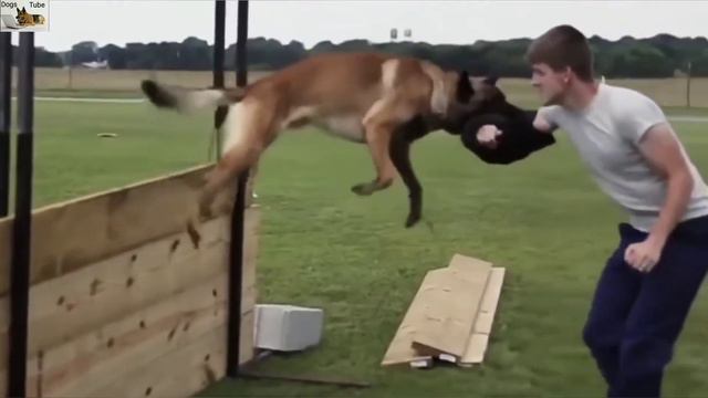 Extreme Trained And Disciplined Belgian Malinois | Military Dogs | Best Of Belgian Malinois