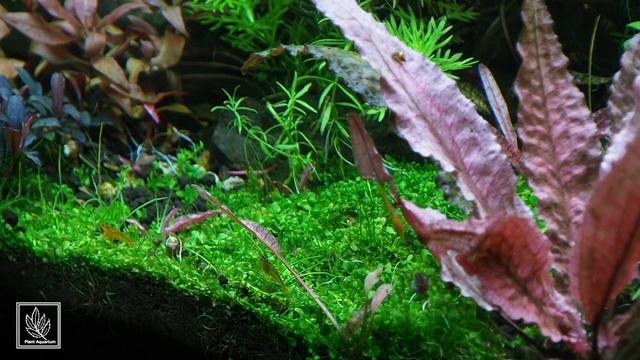 Аквариумные креветки Золотой Тигр Tangerine Tiger Shrimp смотреть онлайн