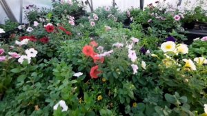 ОБЗОР МОИХ АМПЕЛЬНЫХ ПЕТУНИЙ В  КАШПО. ГОТОВЛЮСЬ К ПРОДАЖАМ.