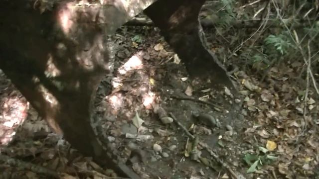 Forgotten Marion Steam Shovel смотреть онлайн