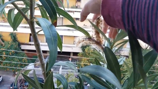 My Nerium Oleander From  Buds To Seeds