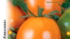 Томат Де Барао оранжевый. Краткий обзор, описание характеристик solánum lycopérsicum