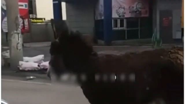 Кто потерял осла в Бишкеке ? смотреть онлайн