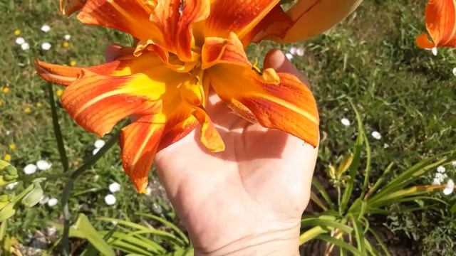 #hemerocallis #Kwanso #сад / Лилейник махровый великан Фулва Квансо(лат.hemerocallis Fulva Kwanso) смотреть онлайн