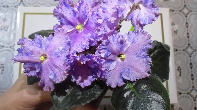 Фантазийная фиалка АЕ-Снежный Эдельвейс(спорт).Яркое и необычное цветение. смотреть онлайн