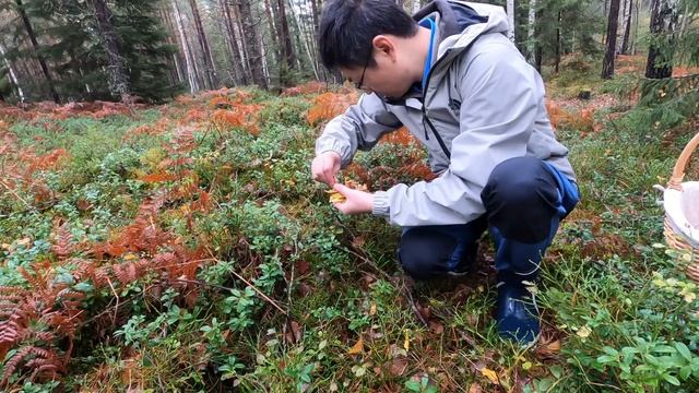 Mushroom picking:3kg funnel chanterelles & hydnum repandum | 采蘑菇：2小时采了3kg漏斗鸡油菌和止缘齿菌(20201025第36期) смотреть онлайн