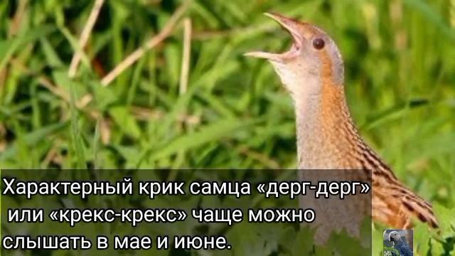 Коростель, или дергач (англ. Corn crake) смотреть онлайн