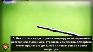 Десять удивительных фактов о стрекозах