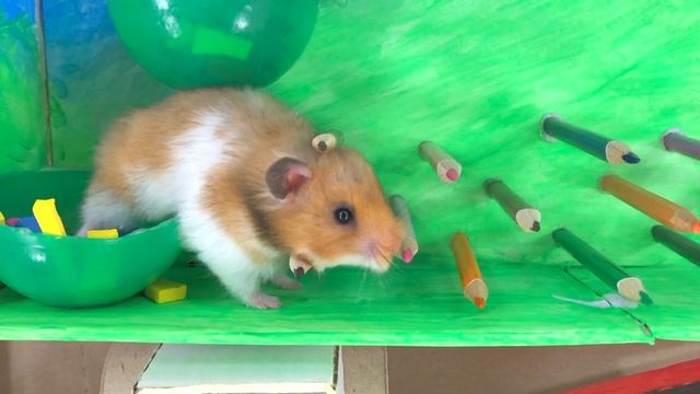 ? Best Hamster Maze Video Syrian Hamster in a Colorful MAZE ? HamaMaze смотреть онлайн