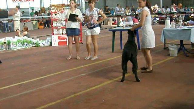 Одесса САС!В 12 мая Кане Корсо Сравнение на ЛС смотреть онлайн