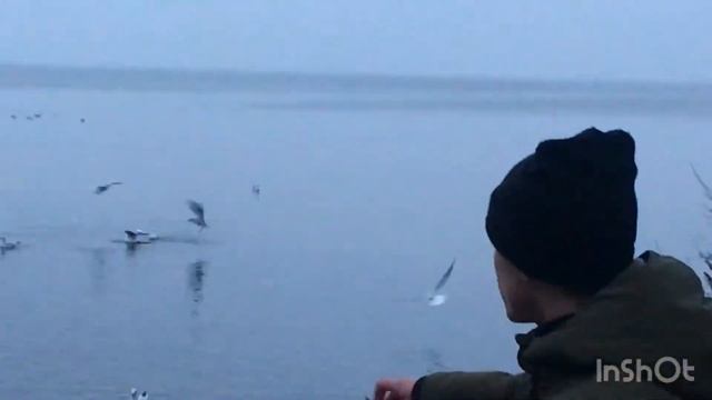 Покормил ЧАЕК | НАЗВАНИЕ (необязательно) просто видео