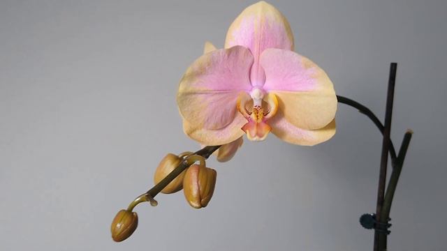 自己养开花的蝴蝶兰 Grow your own flowering Phalaenopsis смотреть онлайн
