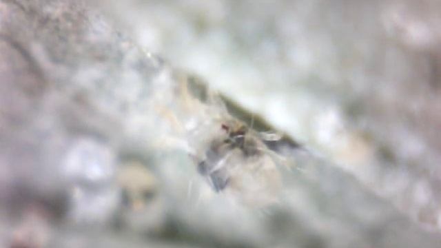 Паутинный клещик на комнатной розе смотреть онлайн