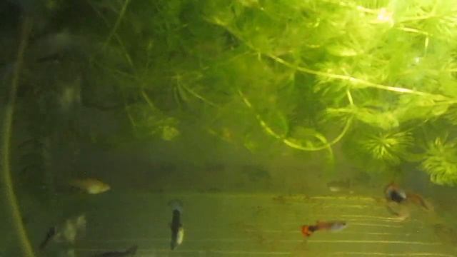 Аквариумистика. Гуппи чёрный принц смотреть онлайн