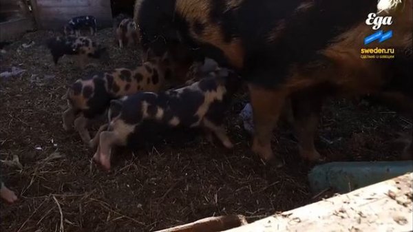 Как живут фермеры на севере Швеции