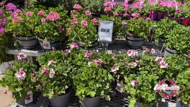 COMPRAS PARA EL JARDÍN EN Home Depot Charlotte смотреть онлайн