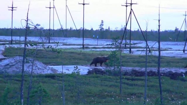 медвежья семья смотреть онлайн